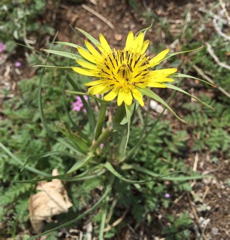 Western Salsify Ecoturf Of Northern Colorado