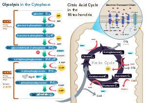 Cellular Respiration