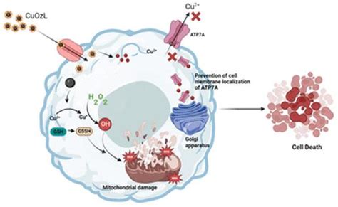 Acs Applied Bio Materials X Mol