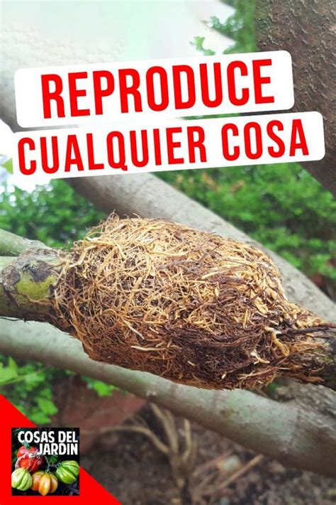 Cómo hacer un acodo aéreo Reproduce cualquier planta Cosas del