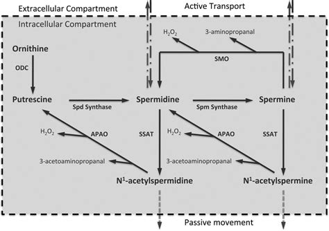 Regulation Of Cellular Polyamine Homeostasis The Cellular Levels Of