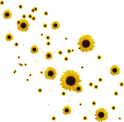 Aesthetic Sunflower PNG Isolated HD PNG Mart