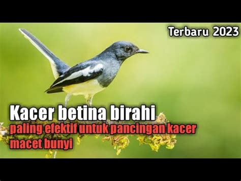 Terbaru Kacer Betina Birahi Cocok Untuk Pancingan Kacer Jantan Gar