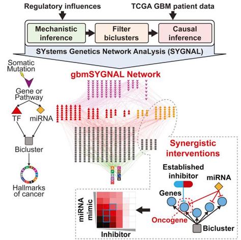 基因组观 数据挖掘 转录调控网络分析 TCGA数据挖掘案例Cell Systems 超级干货 中英对译V1 2