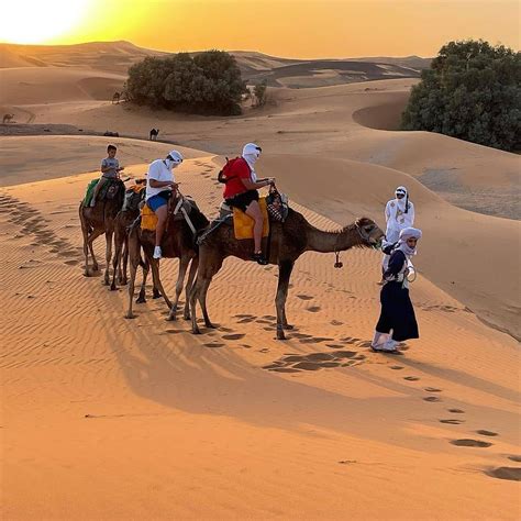 Sahara Desert Camels