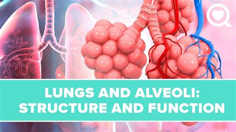 Lungs And Alveoli Structure Function And Definition Youtube