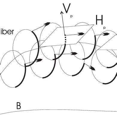 PRINCIPAL FIBER BUNDLE. | Download Scientific Diagram