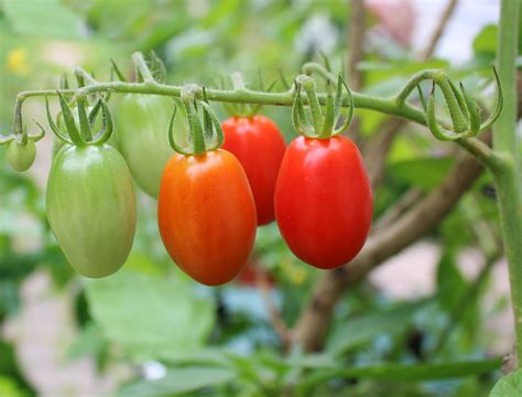 8 Tips For Growing Grape Tomatoes