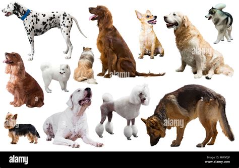 dog breeds  res stock photography  images alamy