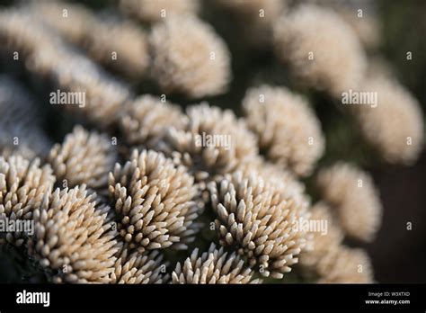 Agulhas National Park protects fynbos habitat and offers hiking trails ...