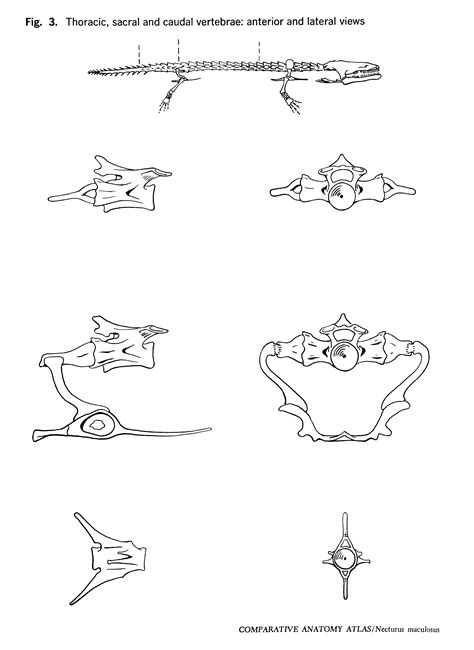 Comparative Anatomy Atlas: Necturus maculosus | Gans Collections and