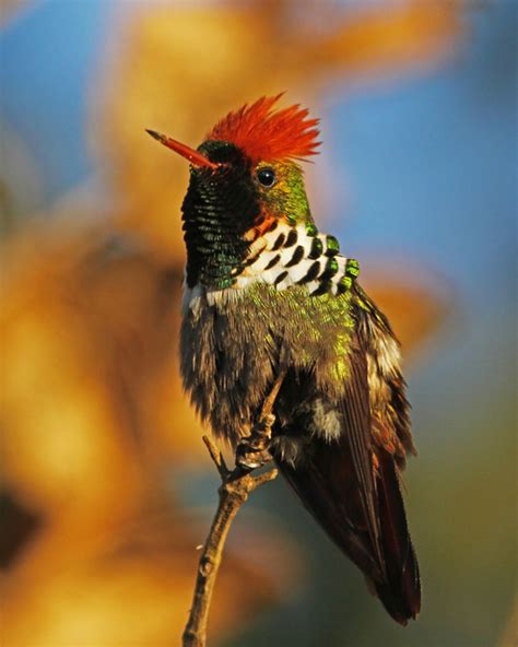 Foto Topetinho Vermelho Lophornis Magnificus Por Geremias Pignaton