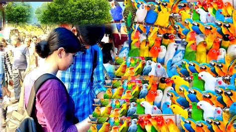 BIRD MARKET IN KOLKATA GALIFF STREET BIRD MARKET GALIFF STREET PET