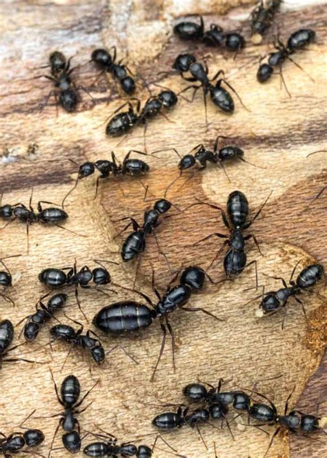 How To Get Rid Of Carpenter Ants 12 Ways Kill Prevent The Buginator