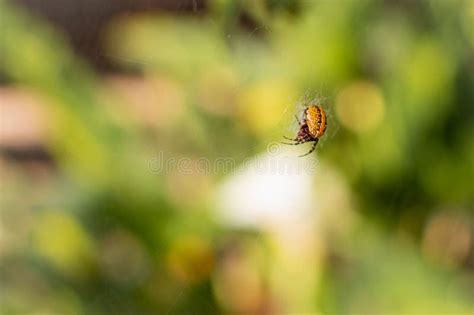 Close Up of a Marbled Orb-weaver on a Web Stock Image - Image of macro ...