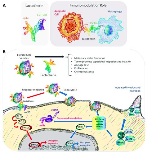 Representation Of The Immunomodulatory Role And Other Possible Roles Of