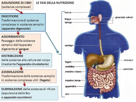 Pin Di Lilly Su Classe Corpo Corpo Umano Mappe Concettuali