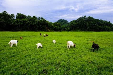 蒲江成佳茶乡aaa级旅游景区图册 360百科