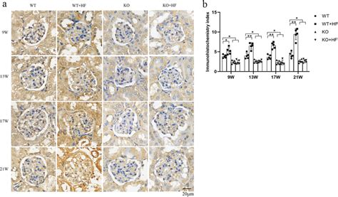 Immunohistochemistry Of Angptl3 In Mouse Renal Tissue A At The First Download Scientific