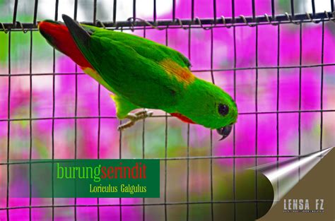 Gambar Burung Serindit Jantan Gambar Burung