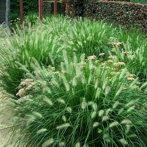 Shop Pennisetum Hameln Enjoy Easy Care Gardening With This Deer And Drought Proof Ornamental