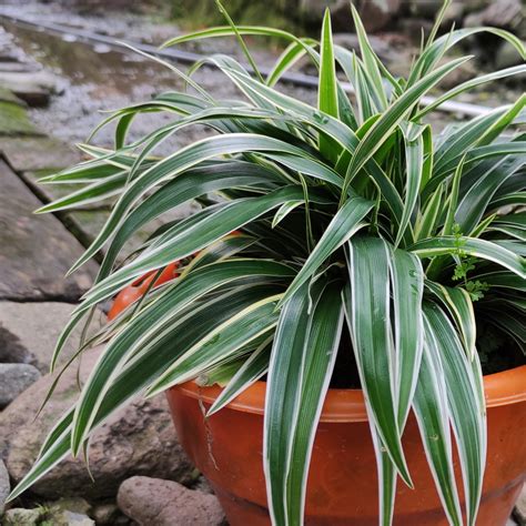 Spider Plant ‘reverse Variegatum’ Indoors Chlorophytum Comosum Mygardenlife