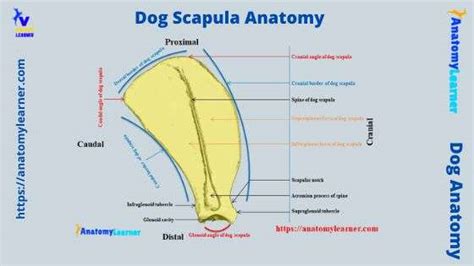 Dog Scapula Anatomy Features Of Scapular Bone And Muscles