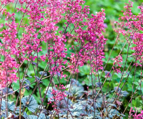 Heuchera varieties: 15 coral bells for foliage and flowers | Homes and