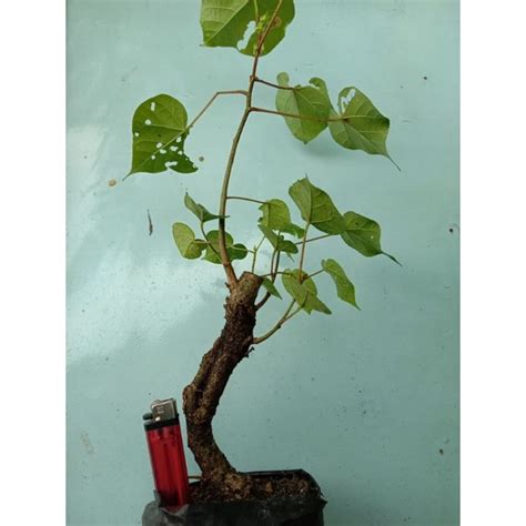 Jual Bahan Bonsai Stek Waru Lokal Subur Berkarakter Shopee Indonesia