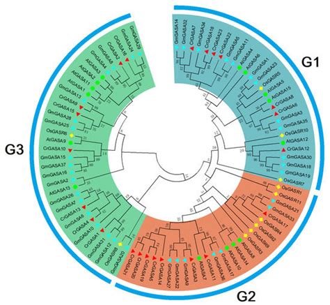 Genes Free Full Text Genome Wide Identification And Functional Analysis Of The Gasa Gene