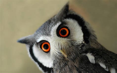 Mag HD Wallpapers: Red Eyes Owl