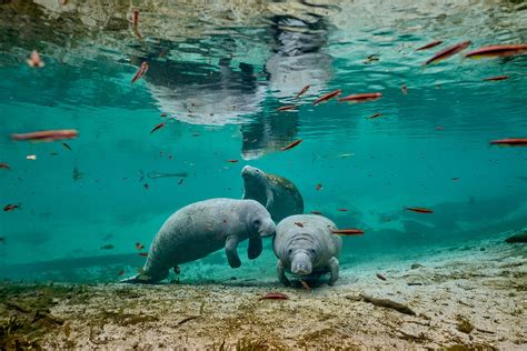 There have never been more manatees in Florida than there are now