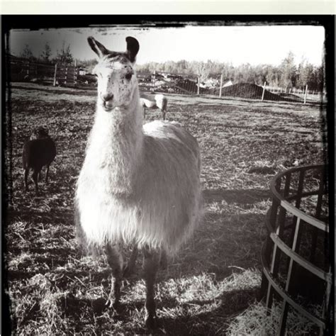 Pepper, the guard llama. Guard llamas keep sheep safe frome coyotes ...