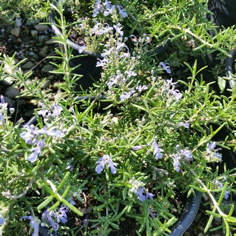 Rosmarinus officinalis 'Prostratus' - Creeping Rosemary - Mid Valley Trees