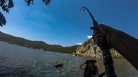 Pecanje Soma na Dunavu Đerdap na prirodne mamce Catfish live bait