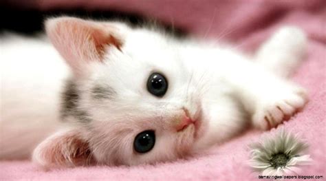 Cute Baby Kittens And Puppies | Amazing Wallpapers