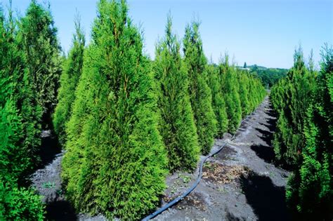 Туя: фото посадки и ухода, выращивание в открытом грунте, пересадка туи ...