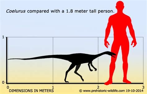 Coelurus Prehistoric Wildlife Prehistoric Dinosaur