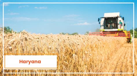 Top Wheat Producing States In India Tractorkarvan