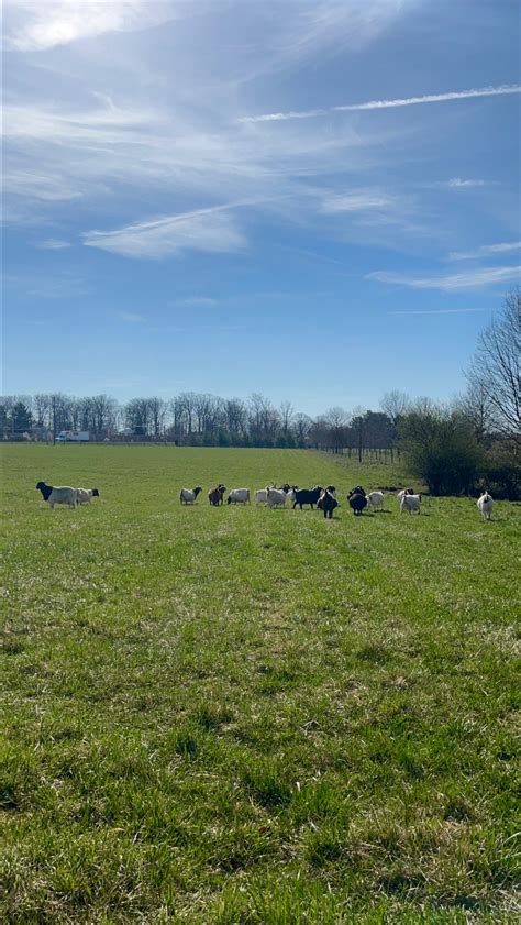 An editorial explains the investigative mission of the argus courier 6