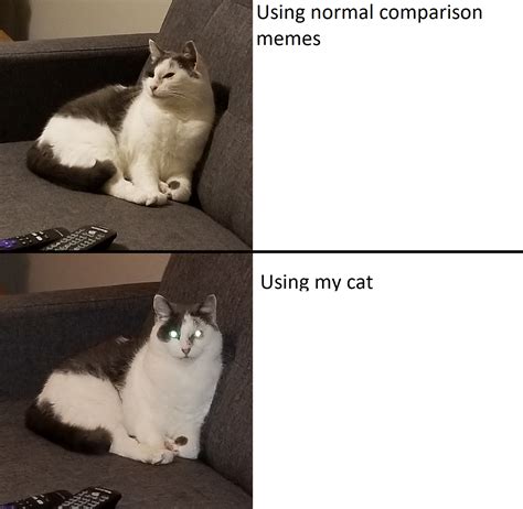 Experts agree: CAT MEMES ARE IN, INVEST NOW : r/MemeEconomy