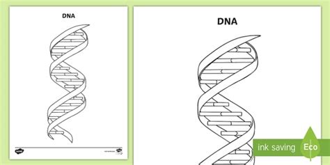 Dna Structure Coloring Worksheet Teacher Made Twinkl