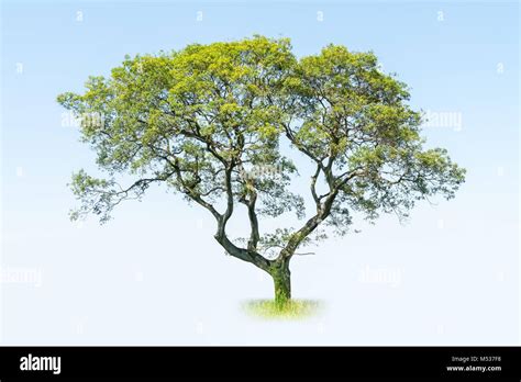 big tree isolated Stock Photo - Alamy