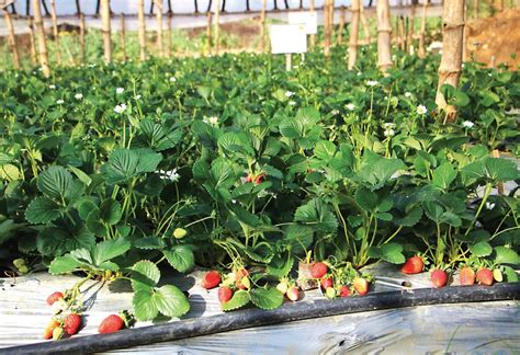 Baguio Citys Peak Strawberry Picking Agriculture Monthly