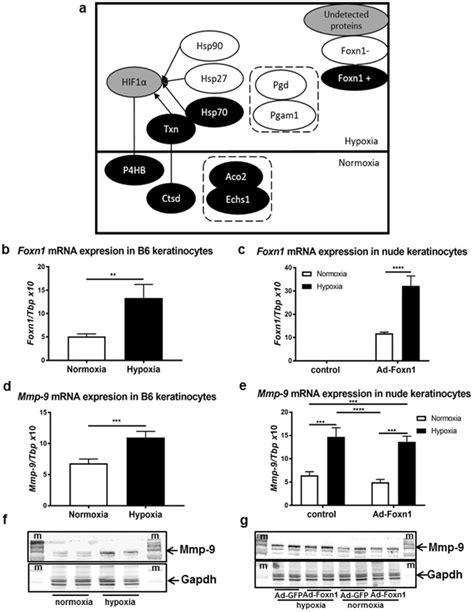 Foxn1 Overexpression In Keratinocytes Affects Proteins That Regulate