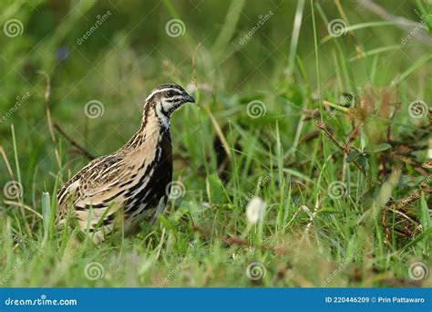 rain  black breasted quail coturnix coromandelica   living