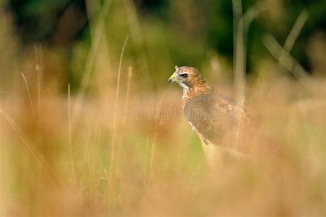 Red Tailed Hawk In The Grass Stock Image Image Of Freedom Prey 33680645