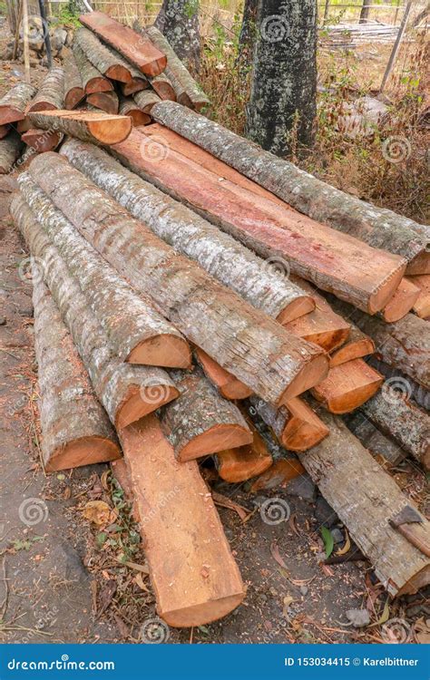 Cut And Halved Palm Trunks With Bark Wood Ready For Further Manual