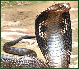 King Cobra India Dangerous SnakesIn World ~ planetanimalzone