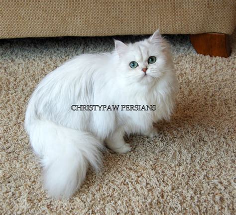 Doll Face Persian kittens For Sale - CHRISTYPAW PERSIANS